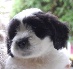 Foto 3 van de pups