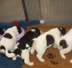 Foto 4 van de pups