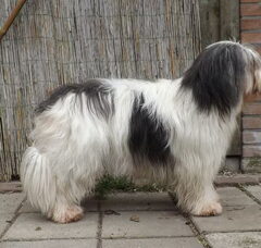 Foto 5 van de pups