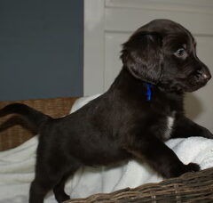 Foto 2 van de pups