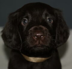 Foto 3 van de pups