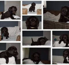 Foto 4 van de pups