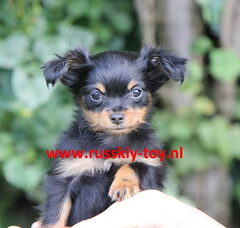 Foto 2 van de pups