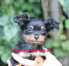 Foto 3 van de pups