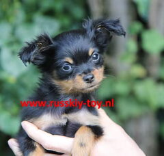 Foto 4 van de pups