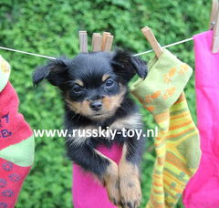 Foto 5 van de pups
