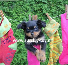 Foto 6 van de pups