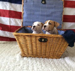 Foto 2 van de pups