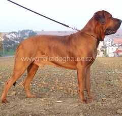 Foto 4 van Malizi Doghouse Tosa inu kennel - Czech republic