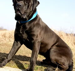Foto 5 van Malizi Doghouse Tosa inu kennel - Czech republic