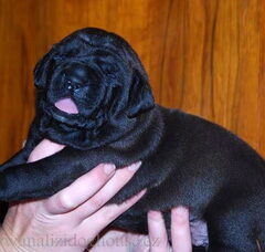Foto 2 van de pups