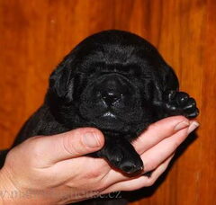 Foto 3 van de pups