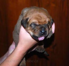 Foto 4 van de pups