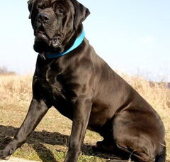 Foto 5 van de pups