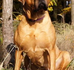 Foto 6 van de pups