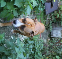 Foto 2 van de pups