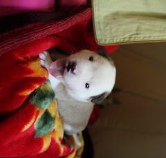 Foto 3 van de pups