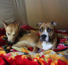 Foto 4 van de pups