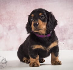 Foto 2 van de pups