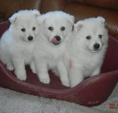 Foto 2 van de pups