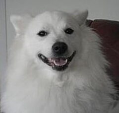 Foto 3 van de pups