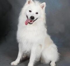 Foto 4 van de pups