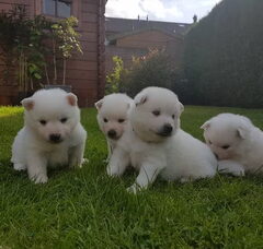 Foto 2 van de pups