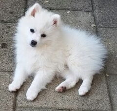 Foto 4 van de pups