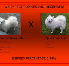 Foto 5 van de pups