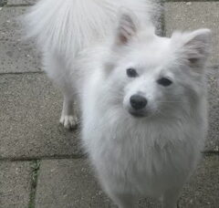 Foto 6 van de pups
