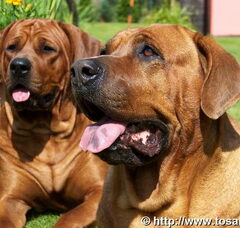 Foto 4 van Diamant severu tosa inu kennel