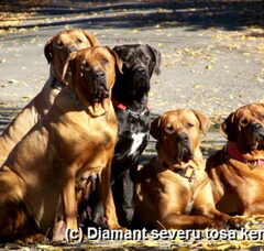Foto 5 van Diamant severu tosa inu kennel