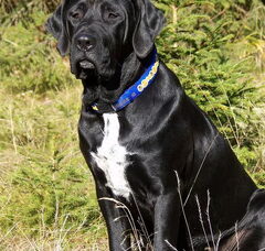 Foto 6 van Diamant severu tosa inu kennel