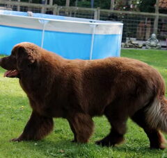 Foto 2 van Kennel Obamses, (de bruine beren)