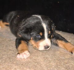 Foto 2 van de pups