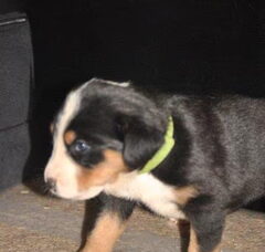 Foto 3 van de pups