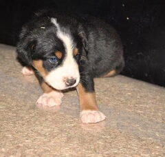 Foto 4 van de pups