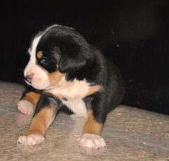 Foto 5 van de pups