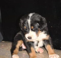 Foto 6 van de pups