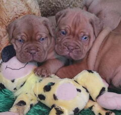 Foto 2 van de pups