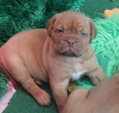 Foto 3 van de pups