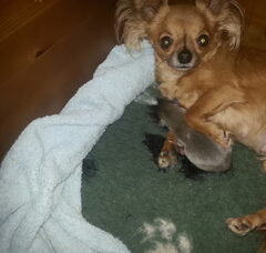 Foto 2 van de pups