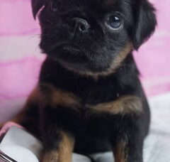 Foto 2 van de pups