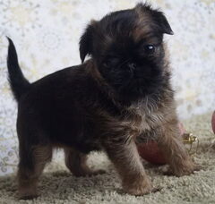 Foto 3 van de pups