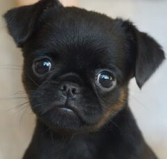 Foto 4 van de pups