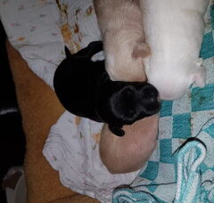Foto 2 van de pups