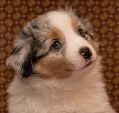 Foto 2 van de pups