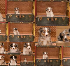 Foto 3 van de pups