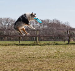 Foto 4 van de pups