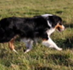 Foto 5 van de pups